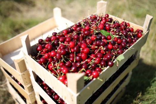 9 فوائد مذهلة للكرز تعرف عليها..