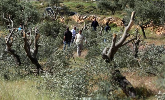 اقتلاع أكثر من 200 شجرة زيتون شمال غرب سلفيت