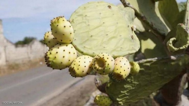 أغلى من الذهب.. زيت مغربي يجتاح أسواق العالم