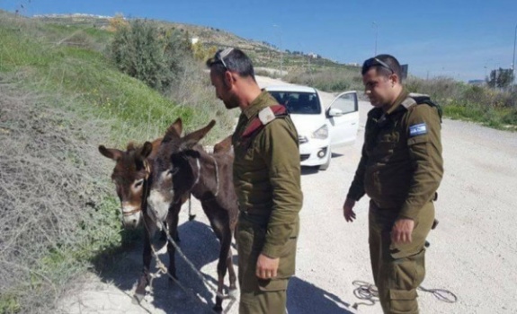 حمار يعض مجندة إسرائيلية في قاعدة عسكرية