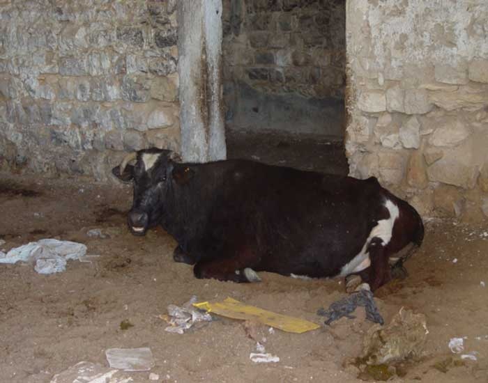 في مدينة صفد.. المقبرة الأخيرة تتعرض للموت التدريجي ومساع للاستيلاء على مسجد عين الزيتون- (صور)
