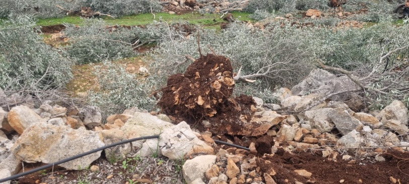 اعتداء يُعد من أوسع الهجمات التي تطال القطاع الزراعي...الاحتلال يقتلع 8 آلاف شجرة زيتون ويدمّر أكثر من 30 بئرًا زراعيًا في سيلة الحارثية غرب جنين