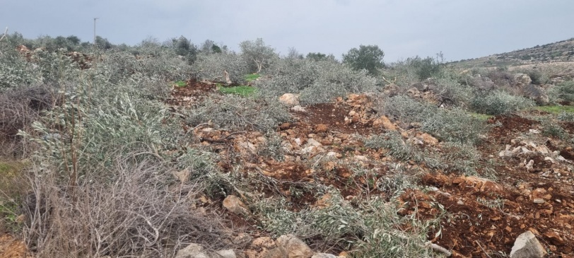 اعتداء يُعد من أوسع الهجمات التي تطال القطاع الزراعي...الاحتلال يقتلع 8 آلاف شجرة زيتون ويدمّر أكثر من 30 بئرًا زراعيًا في سيلة الحارثية غرب جنين