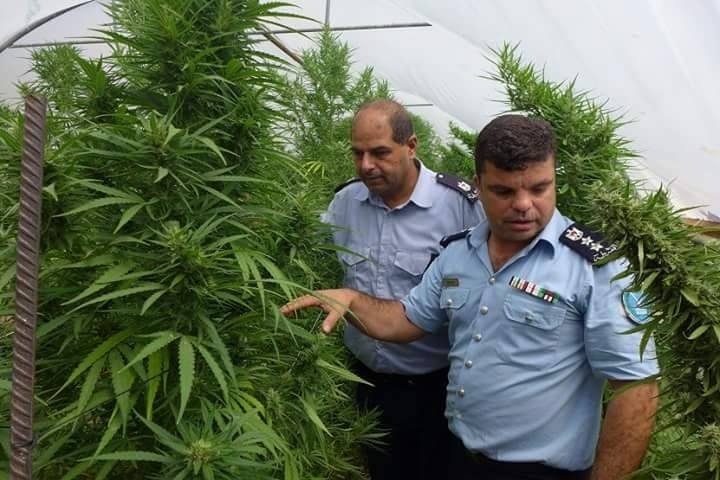شرطة اريحا تضبط مشتلا كبيرا لزراعة المارجوانا في احد البيوت في قرية النويعمة