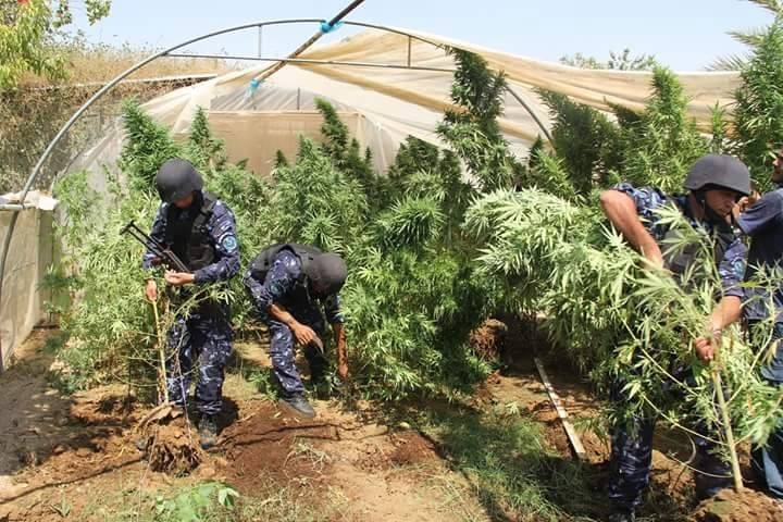 شرطة اريحا تضبط مشتلا كبيرا لزراعة المارجوانا في احد البيوت في قرية النويعمة