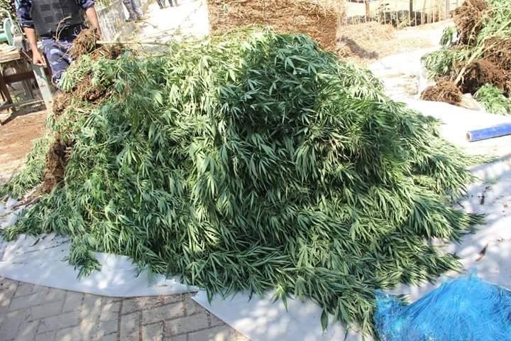 شرطة اريحا تضبط مشتلا كبيرا لزراعة المارجوانا في احد البيوت في قرية النويعمة