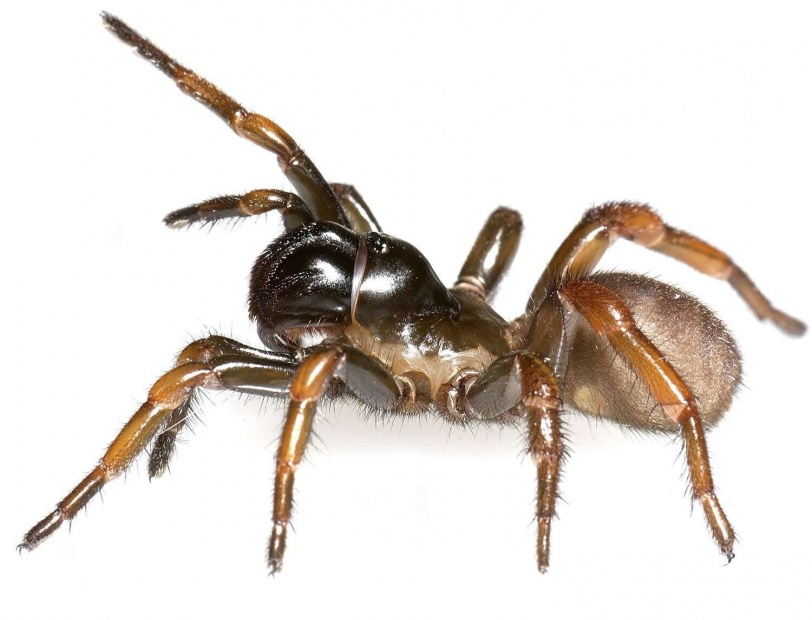 trapdoor-spider-jpg-03355214476977963_222293