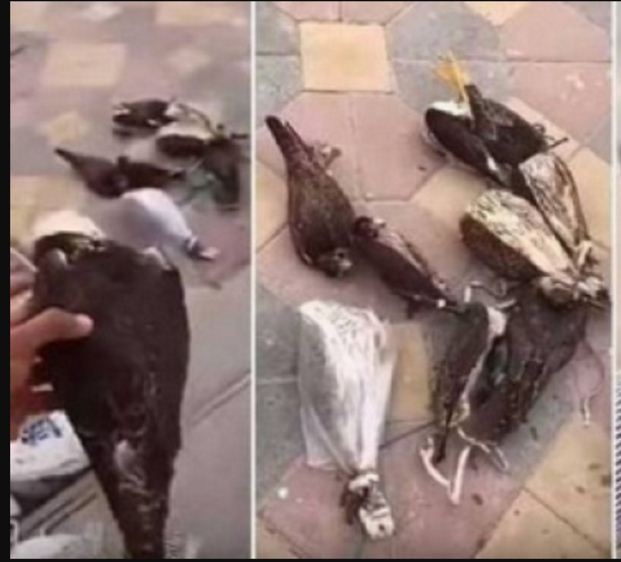 حقيقة فيديو متداول لعامل وضع صقوراً حية في الفريزر بالخطأ وتسبب في موتها