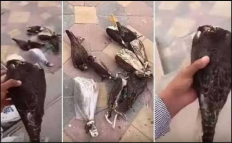 حقيقة فيديو متداول لعامل وضع صقوراً حية في الفريزر بالخطأ وتسبب في موتها