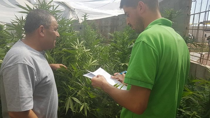 ضبط مشتل للمواد المخدرة في مدينة يطا