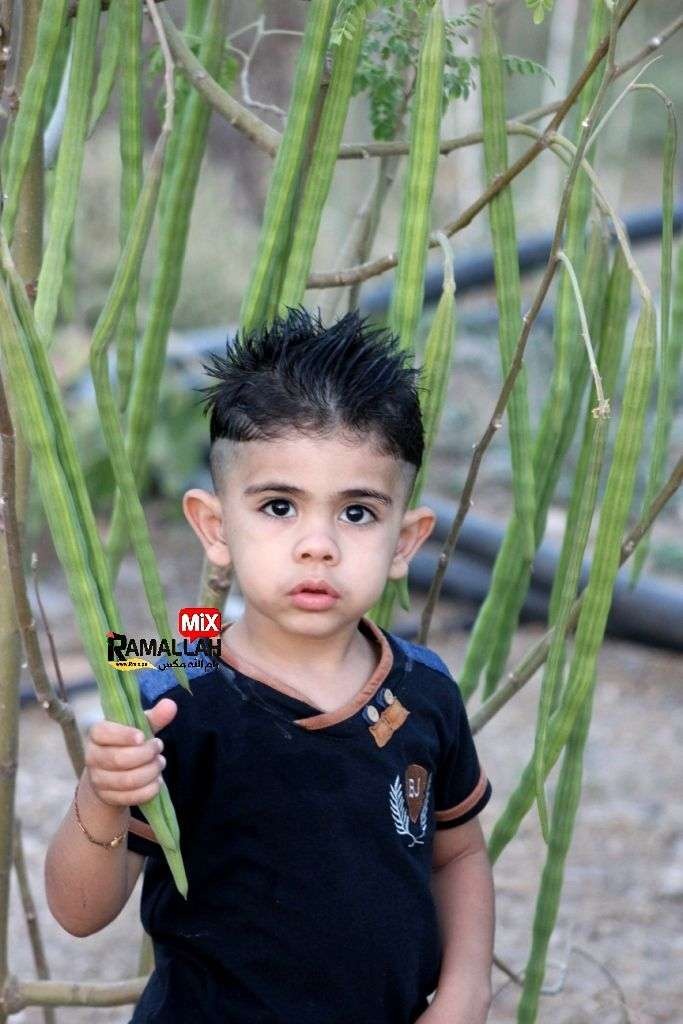 لأول مره في فلسطين.. المهندس جرادات ينجح بزراعة نبات "المورينجا" الطبي