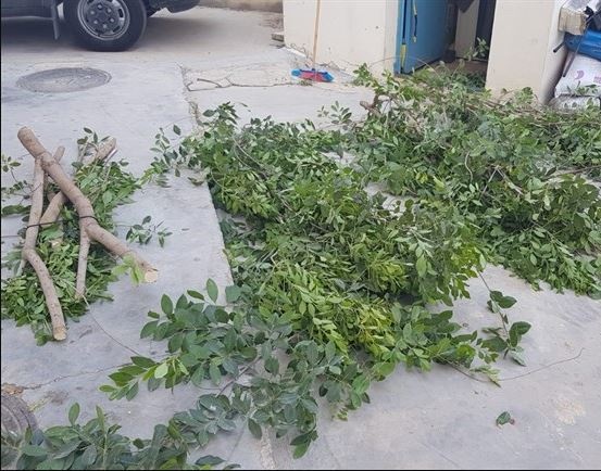 الشرطة تضبط قات مخدر لاول مرة في فلسطين