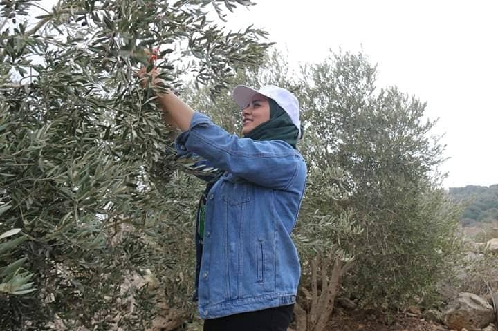 جنين: إنطلاق الحملة الوطنية السنوية لقطف ثمار الزيتون تحت شعار ( باقون كشجر الزيتون )