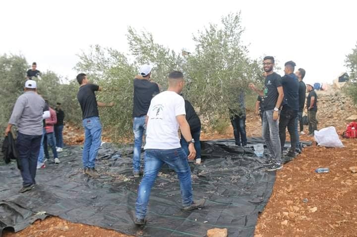 جنين: إنطلاق الحملة الوطنية السنوية لقطف ثمار الزيتون تحت شعار ( باقون كشجر الزيتون )