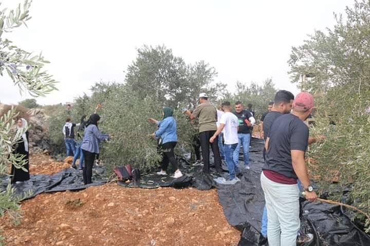 جنين: إنطلاق الحملة الوطنية السنوية لقطف ثمار الزيتون تحت شعار ( باقون كشجر الزيتون )
